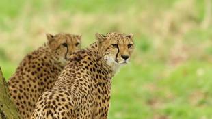 cheetahs