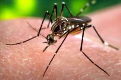 पुणे : डेंग्यूच्या वाढत्या रुग्णसंख्येमुळे प्लेटलेटच्या मागणीतही वाढ ; मात्र बहुतांश प्लेटलेट मागणी अनाठायी असल्याचे मत