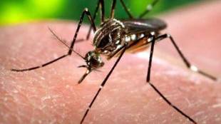 dengue