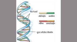 सृष्टी-दृष्टी : उत्क्रांतीचे गोल जिने!