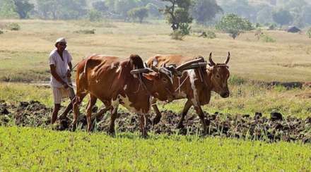 farmer