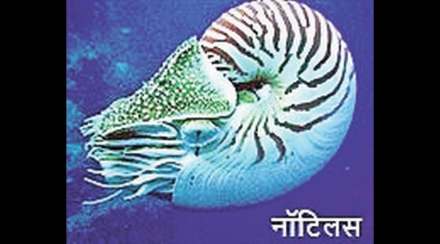 kutuhal