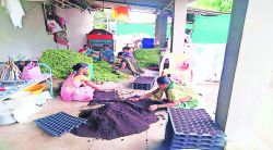 जिरेनियम शेती