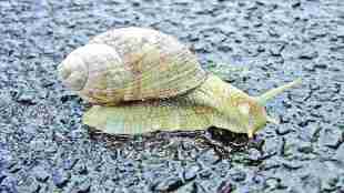 mh snail