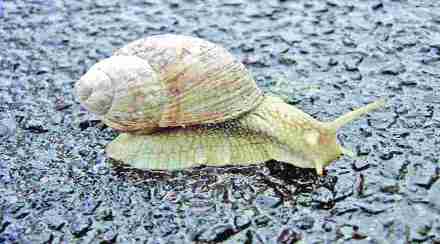 mh snail mh snail