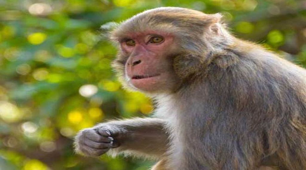 monkey