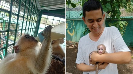 vardha monkey school