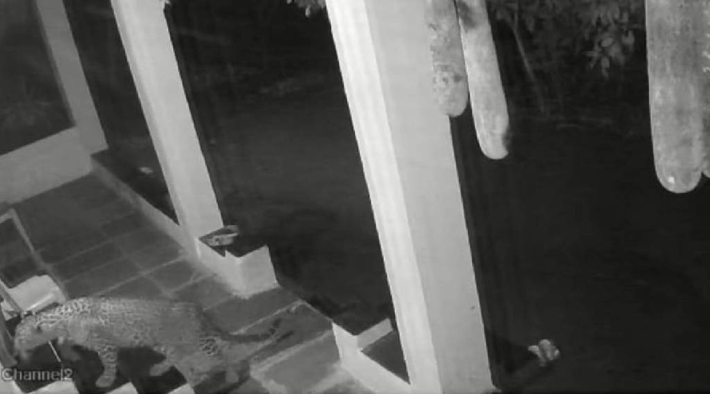 Leopard on door in aarye Leopard on door in aarye