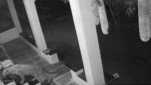 Leopard on door in aarye