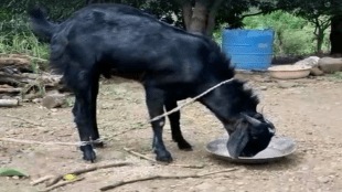 Demand for a goat with a half moon on the forehead on the occasion of Goat Eid
