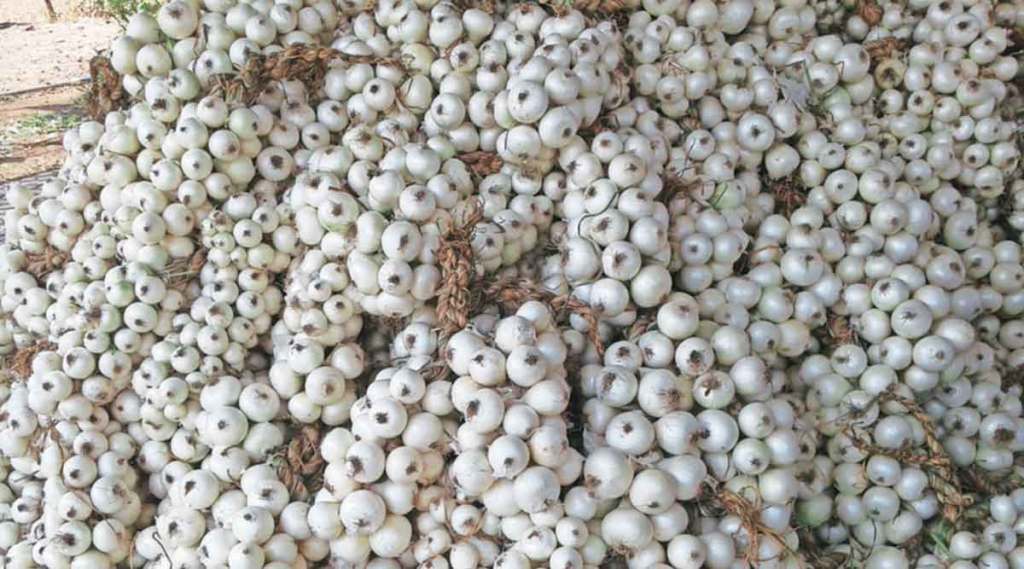 white onion