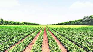 organic farming