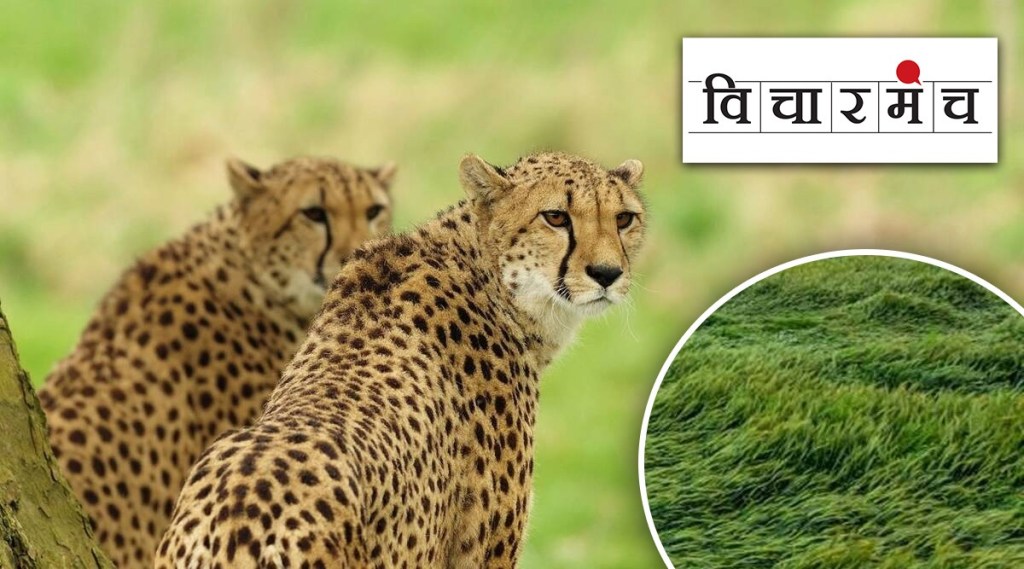 cheetahs will be brought to India but where will they bring grassy pastures ?