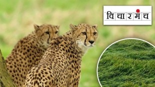 cheetahs will be brought to India but where will they bring grassy pastures ?