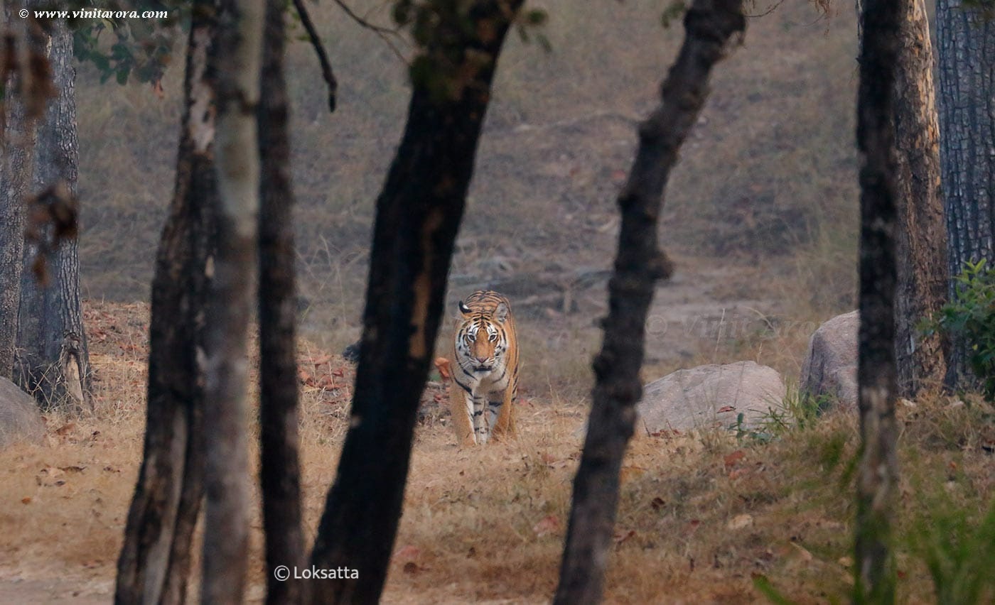 Abhivyakti Tigress Pench Tiger Reserve National Park Madhya Pradesh and Maharashtra