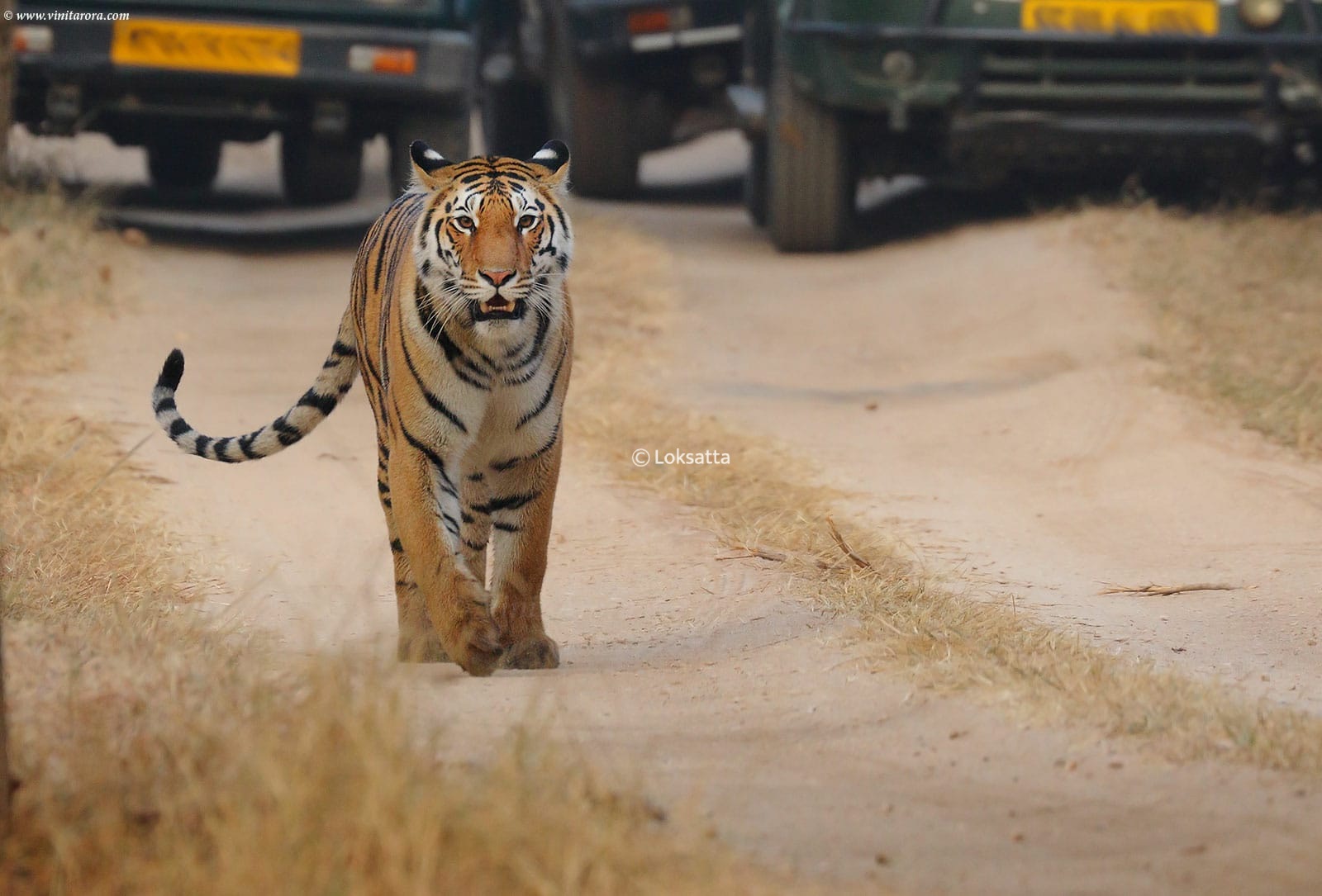 Abhivyakti Tigress Pench Tiger Reserve National Park Madhya Pradesh and Maharashtra