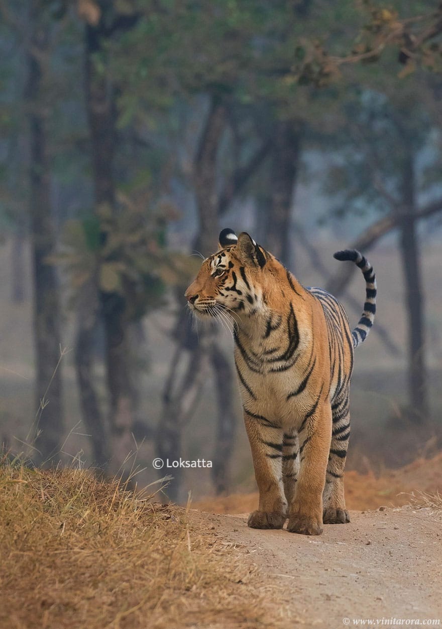 Abhivyakti Tigress Pench Tiger Reserve National Park Madhya Pradesh and Maharashtra