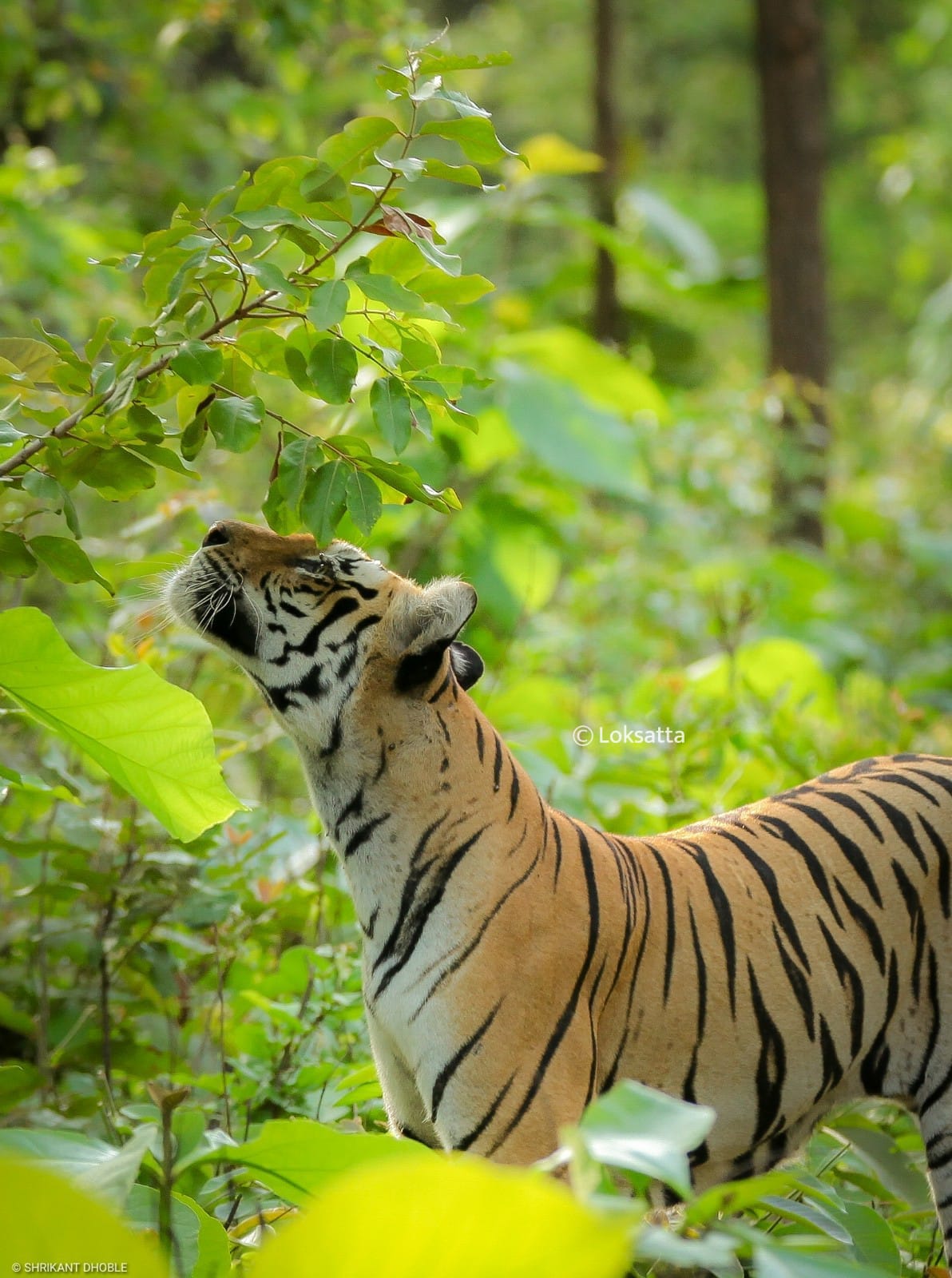 Chandi Tigress Wildlife Sanctuary