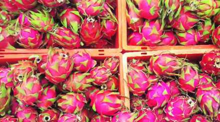 Dragon-fruit