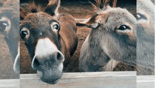 १६ गाढवांनी जोधपूर पोलिसांचा जीव केला हैराण.