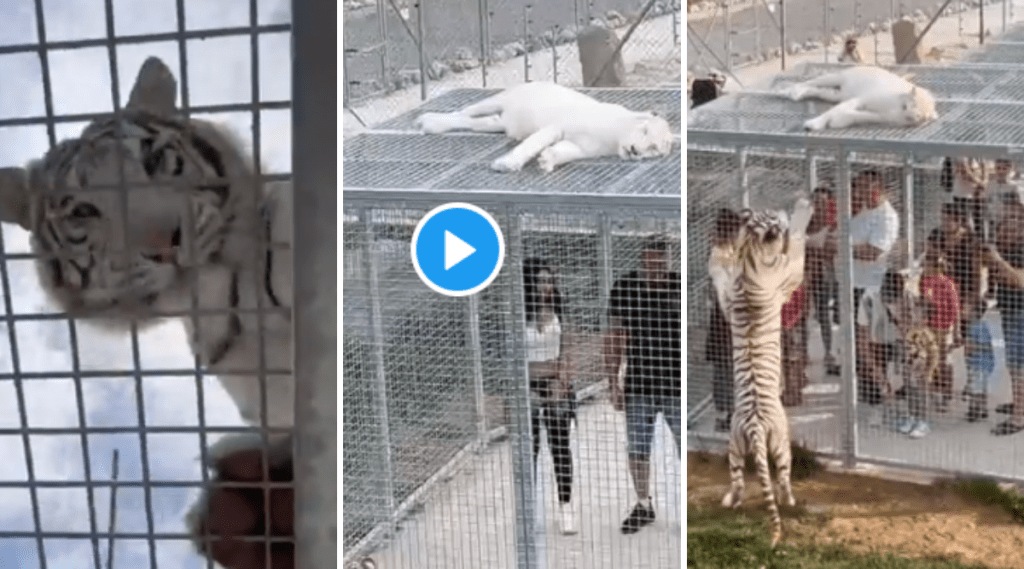 Animal watching human zoo