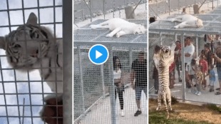 Animal watching human zoo