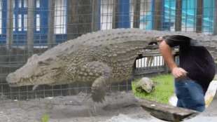 Crocodile Galloping Viral Video