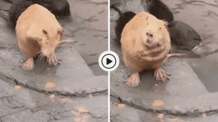 Viral Video