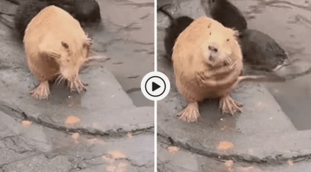 Viral Video