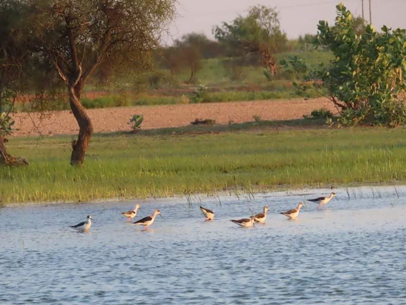 Ias tina dabi shared jaisalmer photos