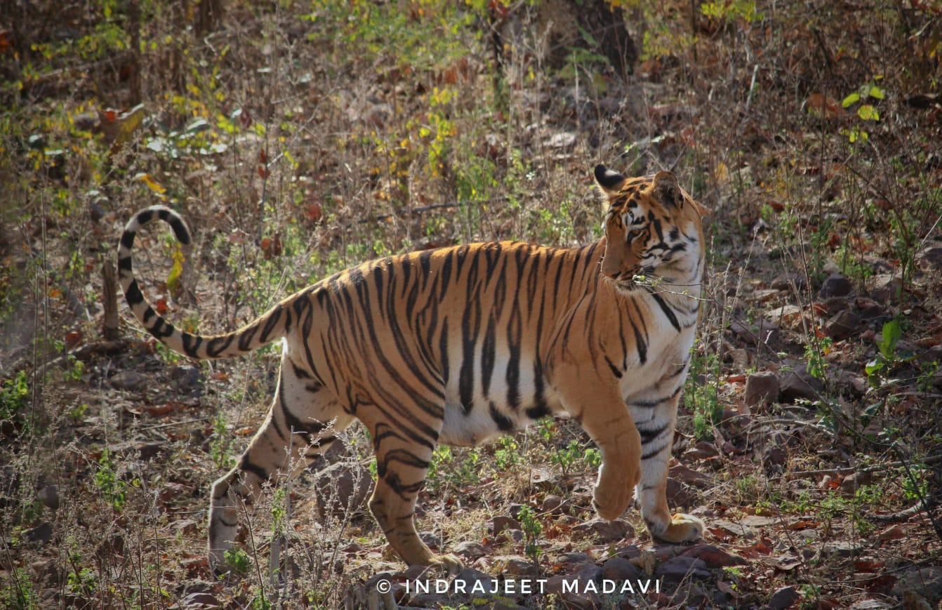 Janabai Tigress