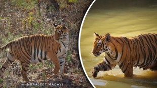 Janabai Tigress