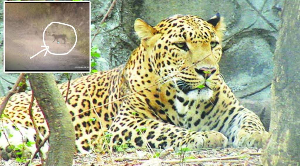 Korodi leopard