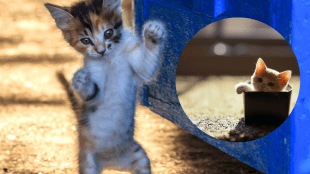 International Cat Day 2022