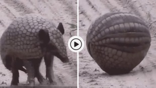 Armadillos Viral video