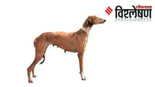 Mudhol Hound dog-spg