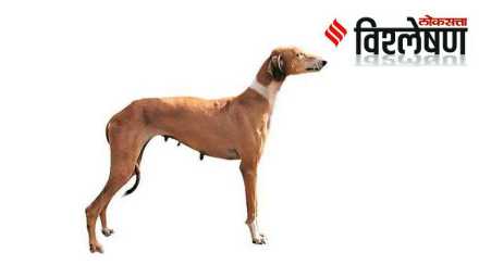 Mudhol Hound dog-spg