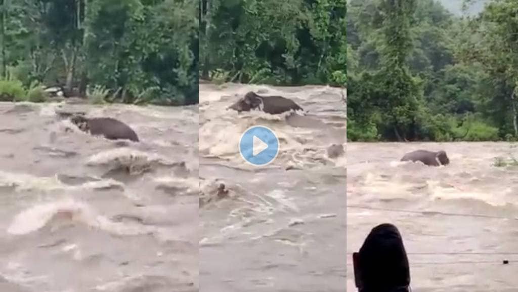 Elephant-Rescued-Video-Viral