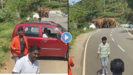 Selfie-Wth-Elephant-Viral-Video