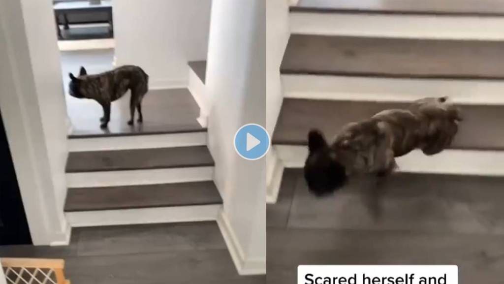 Dog-Scares-Funny-Video Dog-Scares-Funny-Video