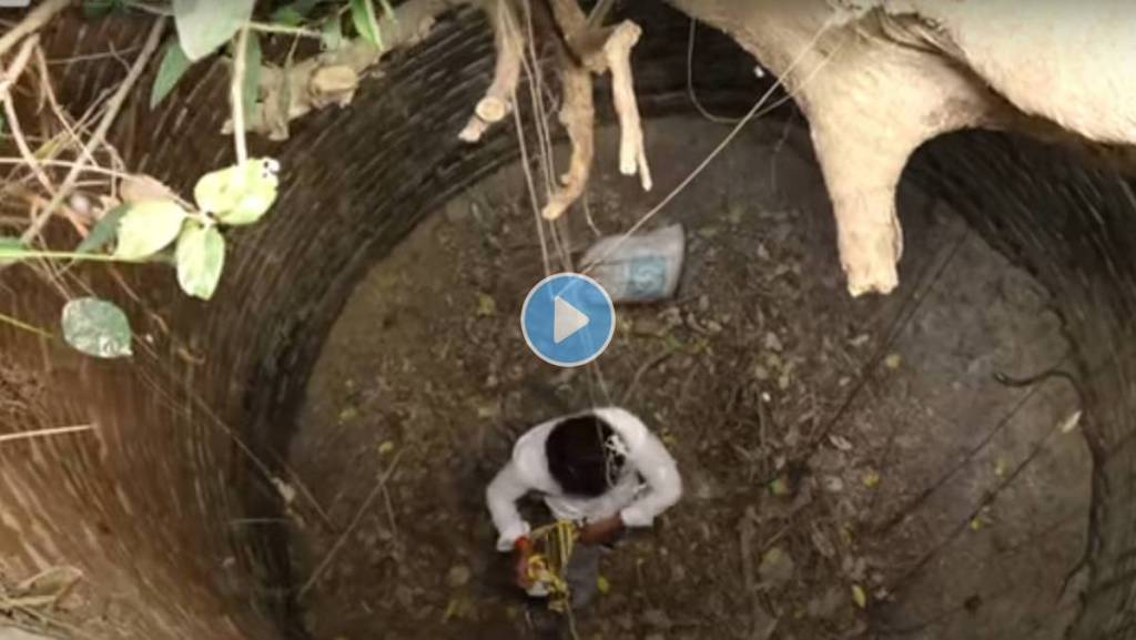 Snakes-From-Old-Well Snakes-From-Old-Well