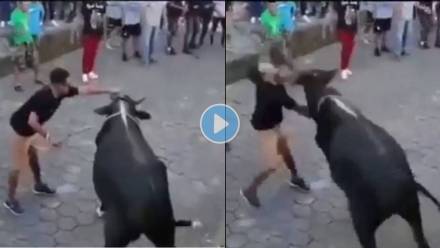 Bull-Attack-Viral-Video