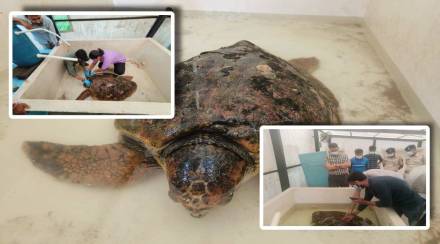 Loghead Tortoise