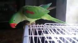 पुणे : पोपटाच्या सततच्या शिट्ट्यांना वैतागून आजोबांनी गाठलं थेट पोलीस स्टेशन