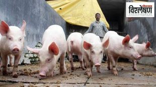 Pig Body Parts Revival