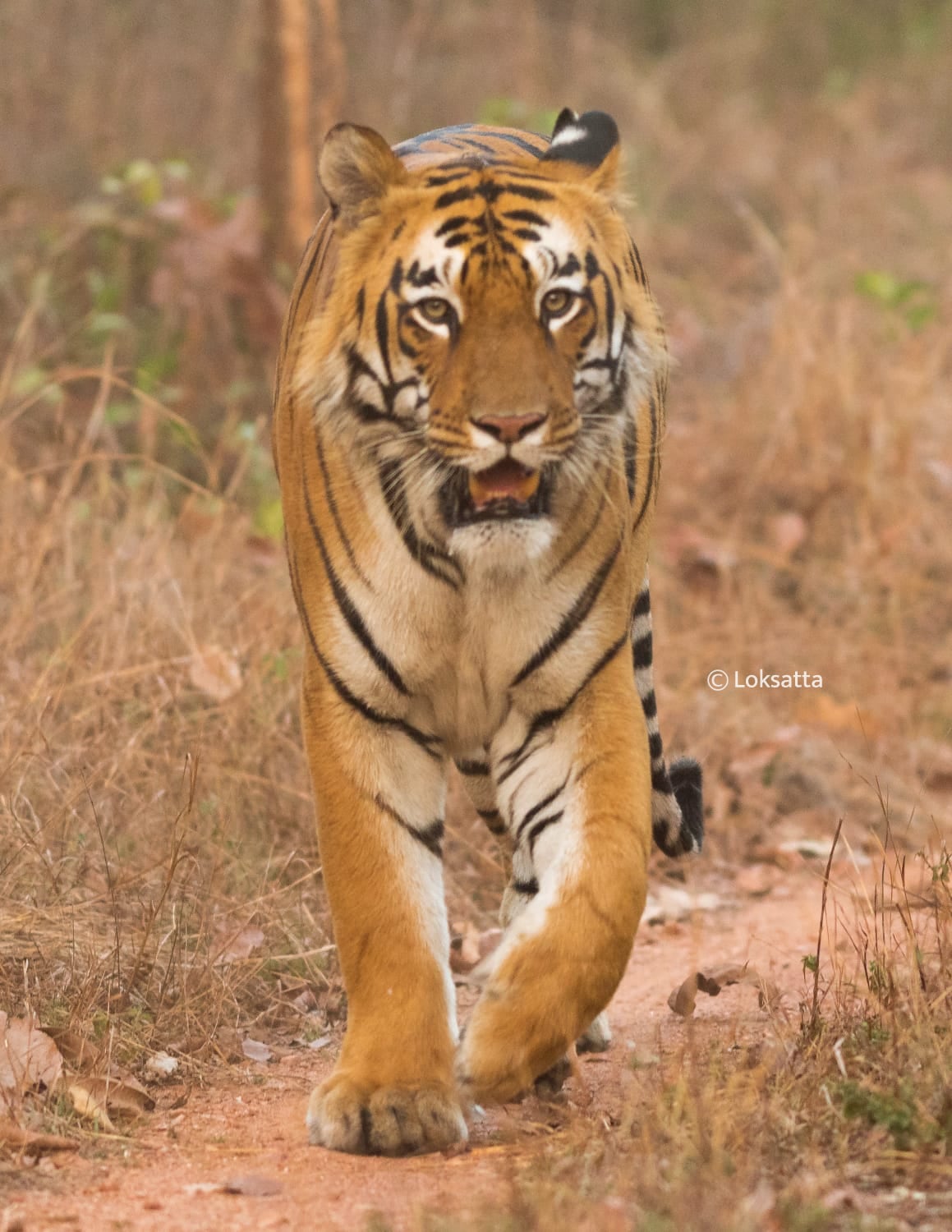 Umred Pauni Karhandla Wildlife Surya Tiger Photos