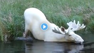 Have you ever seen a white deer?
