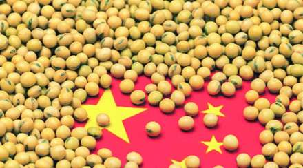 genetically modified soybean