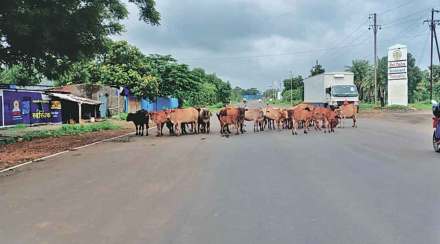 औद्योगिक नगरी तारापूर-बोईसर परिसरातील मुख्य रस्त्यावर मोकाट गुरांचा वावर मोठया प्रमाणात वाढलेला दिसून येत आहे.