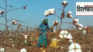 cotton explained